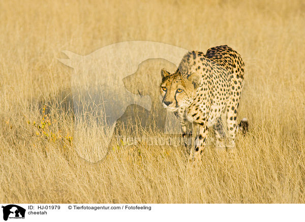 cheetah / HJ-01979