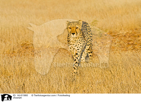 cheetah / HJ-01980