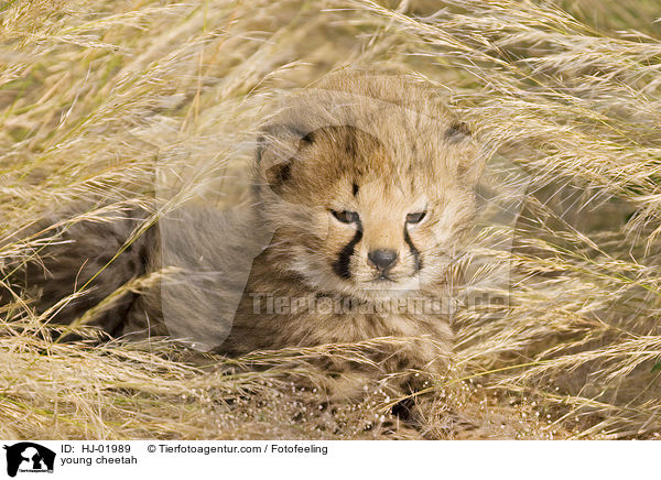 young cheetah / HJ-01989