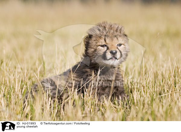 young cheetah / HJ-01993