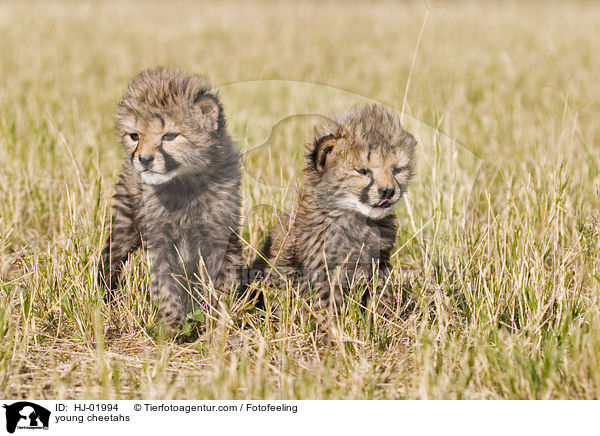 young cheetahs / HJ-01994