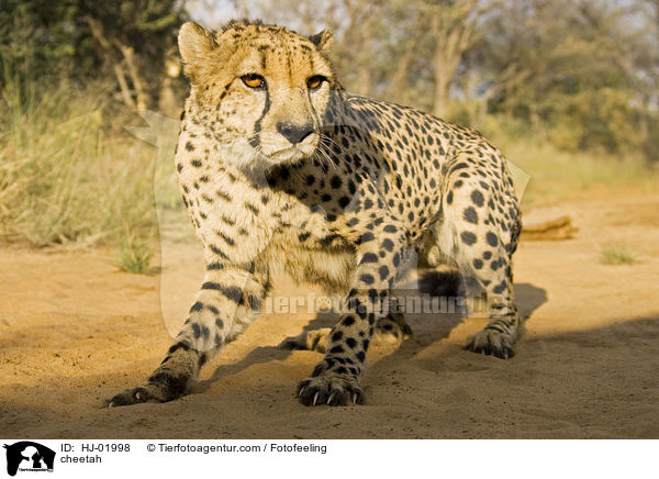 cheetah / HJ-01998