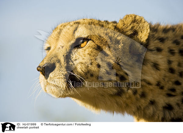 cheetah portrait / HJ-01999