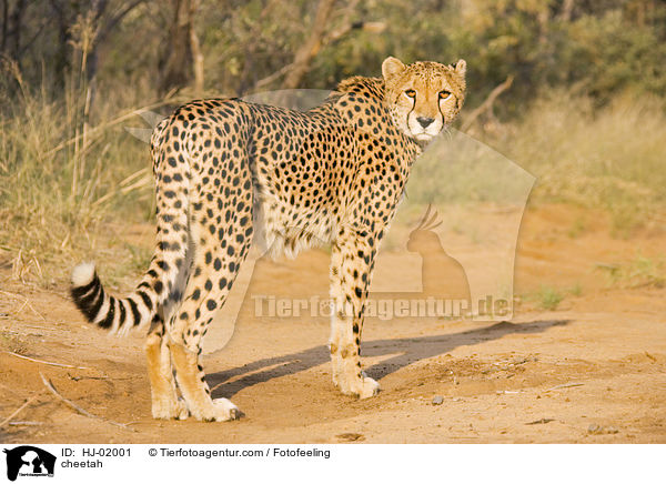 cheetah / HJ-02001