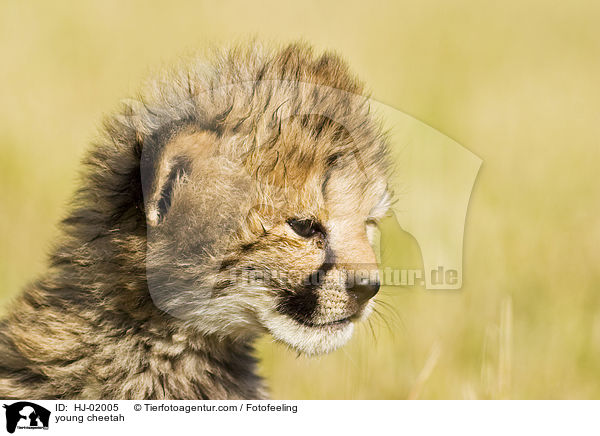 young cheetah / HJ-02005