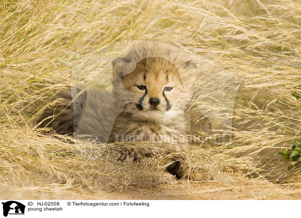 young cheetah / HJ-02008