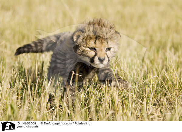 young cheetah / HJ-02009