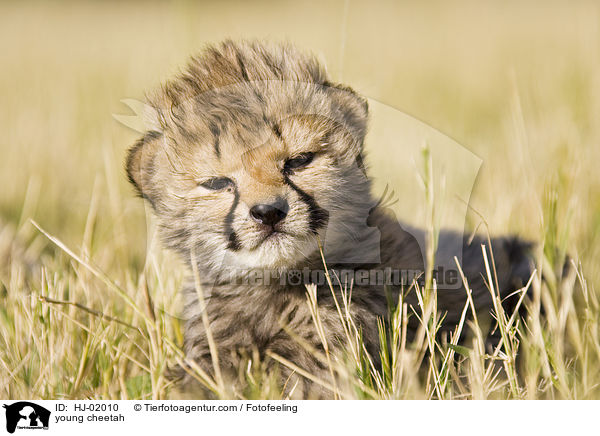 young cheetah / HJ-02010