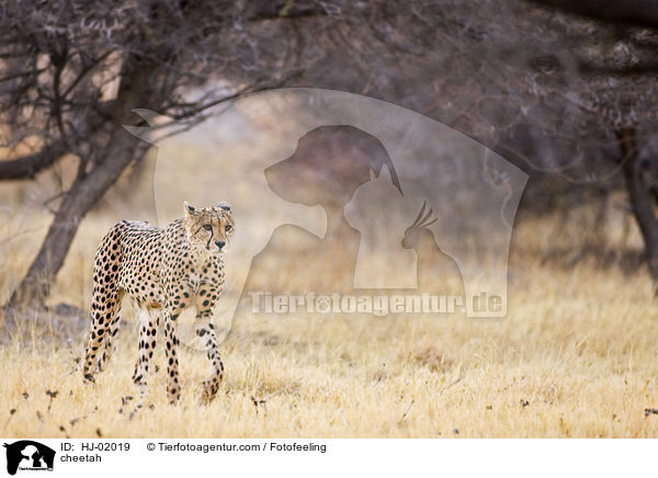 cheetah / HJ-02019