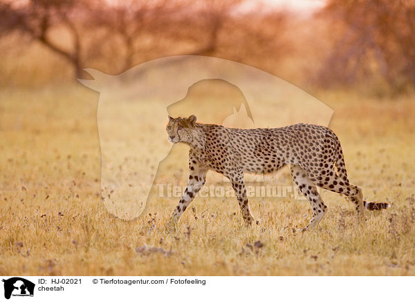 cheetah / HJ-02021