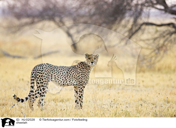 cheetah / HJ-02028