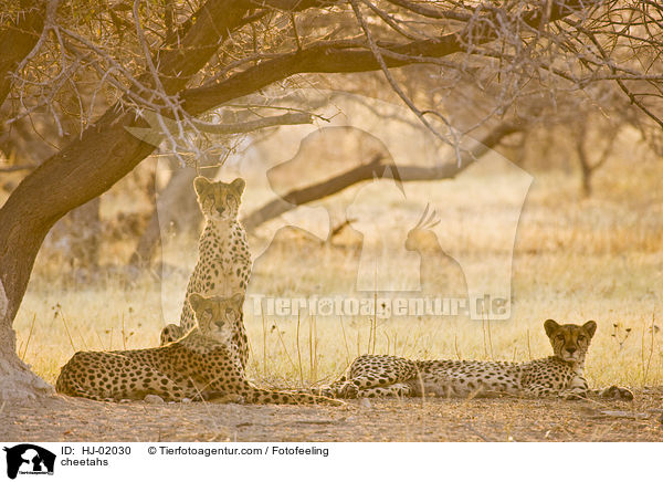 cheetahs / HJ-02030