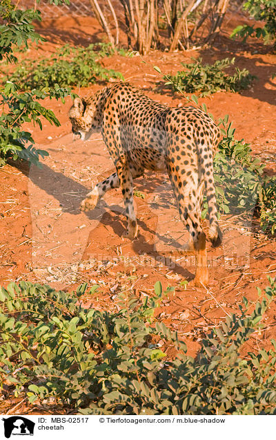 cheetah / MBS-02517
