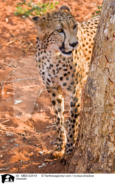 cheetah / MBS-02519