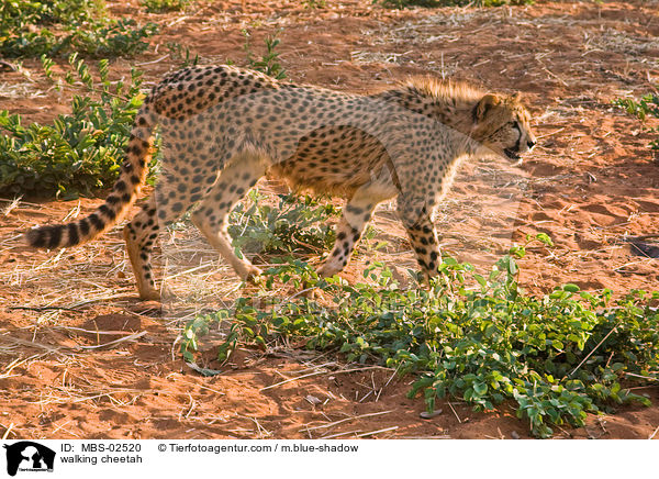 walking cheetah / MBS-02520