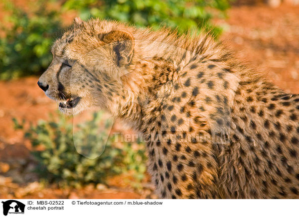 cheetah portrait / MBS-02522