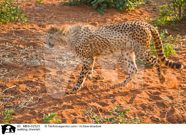 walking cheetah / MBS-02523