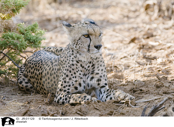 cheetah / JR-01129