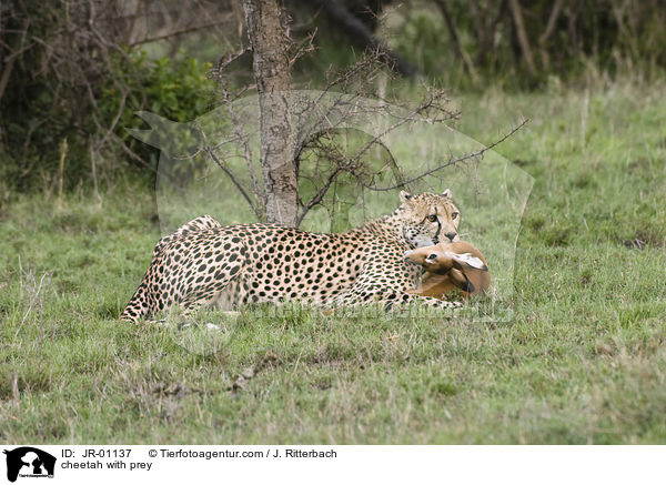 Gepard mit Beute / cheetah with prey / JR-01137