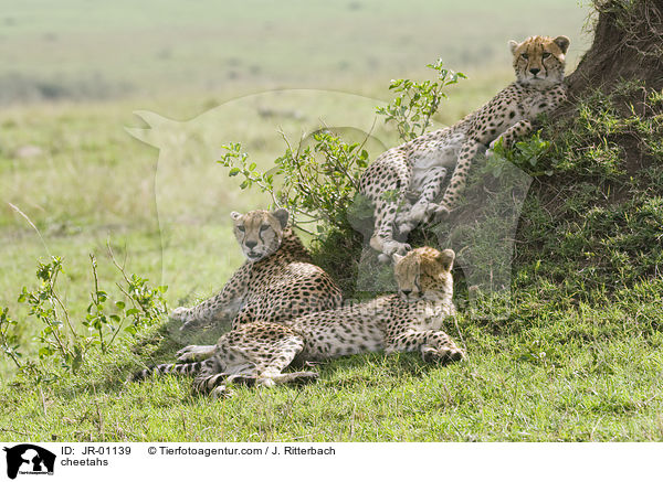 cheetahs / JR-01139