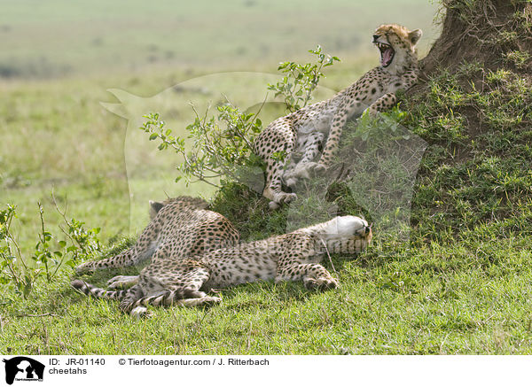 cheetahs / JR-01140