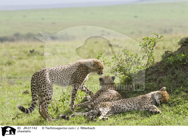 cheetahs / JR-01142