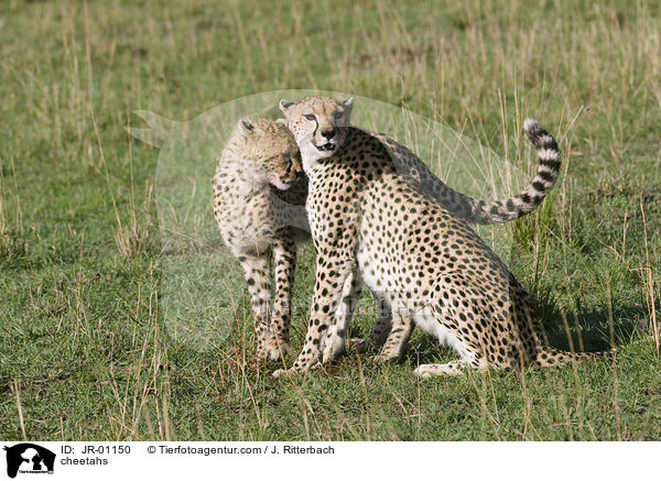 cheetahs / JR-01150