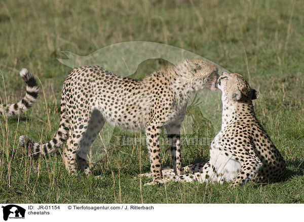 Geparden / cheetahs / JR-01154