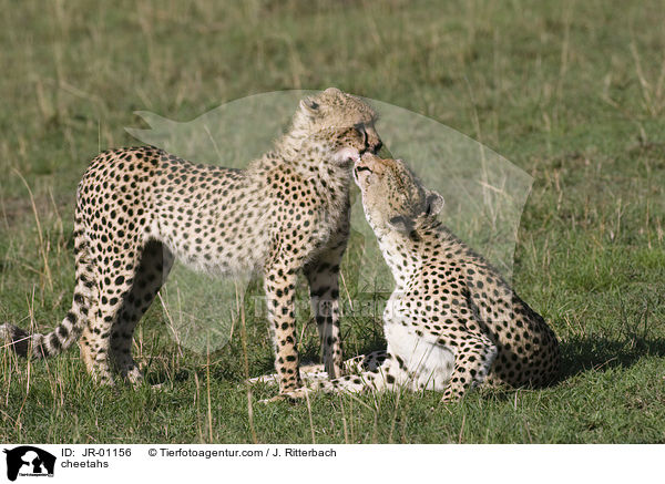 Geparden / cheetahs / JR-01156