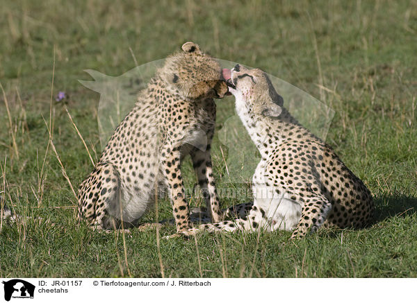 cheetahs / JR-01157