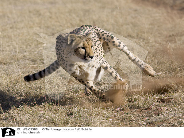 running cheetah / WS-03386
