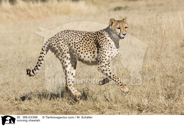 running cheetah / WS-03396