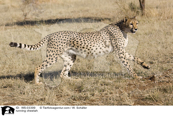 running cheetah / WS-03399