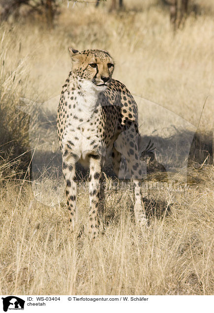Gepard / cheetah / WS-03404