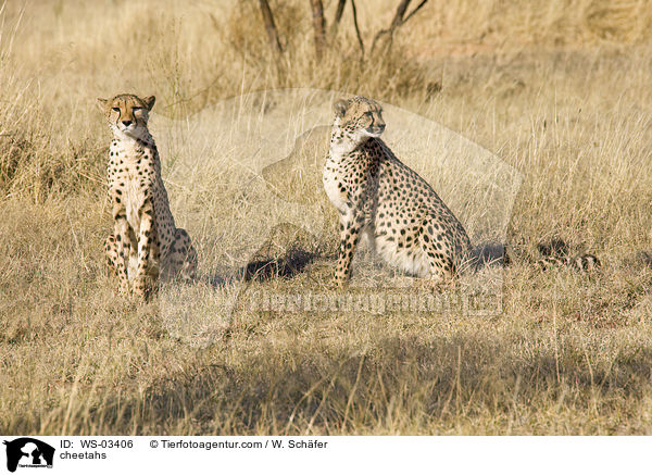cheetahs / WS-03406