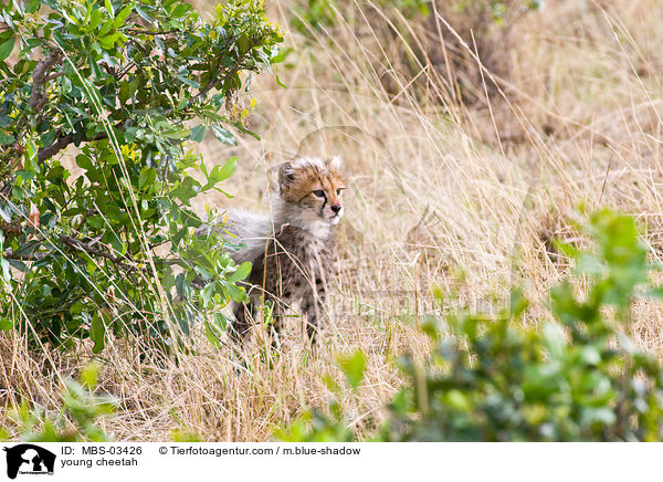 young cheetah / MBS-03426