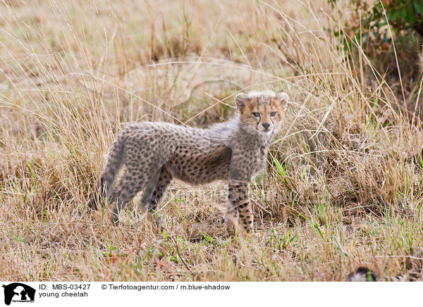 young cheetah / MBS-03427