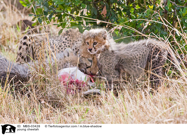young cheetah / MBS-03428