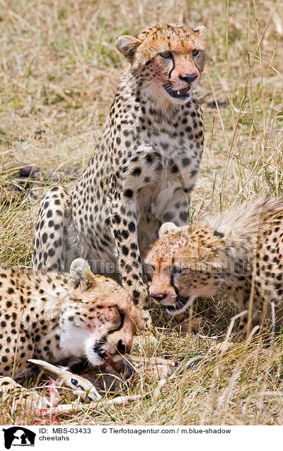 cheetahs / MBS-03433