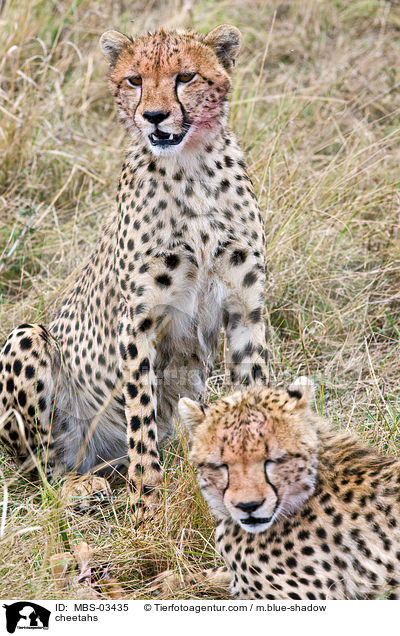 Geparden / cheetahs / MBS-03435