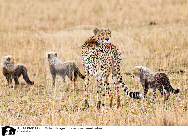 cheetahs / MBS-03442