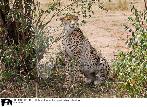 Gepard / cheetah / MBS-03449