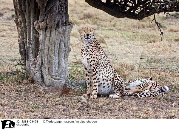 Geparden / cheetahs / MBS-03458