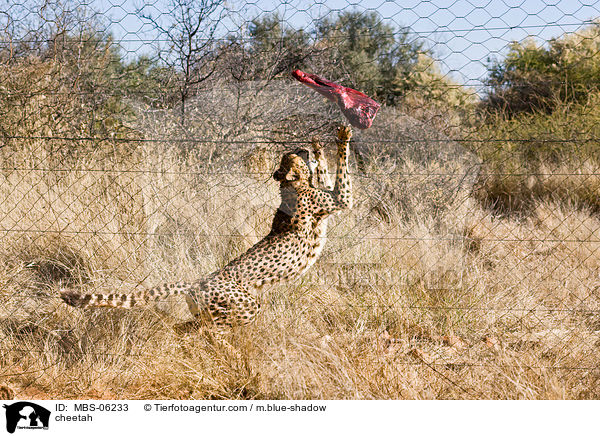 cheetah / MBS-06233