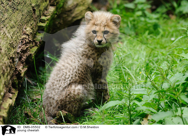 young cheetah / DMS-05502
