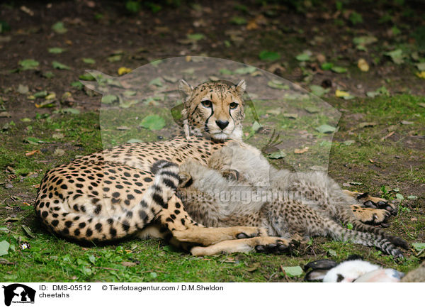 cheetahs / DMS-05512