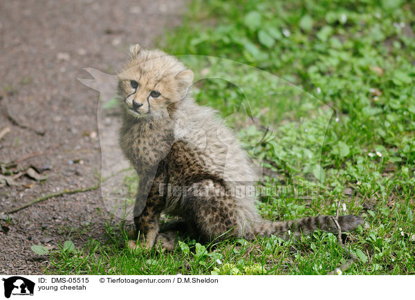 young cheetah / DMS-05515
