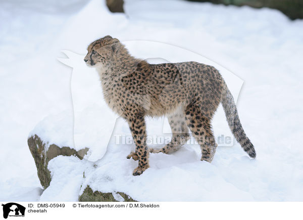 cheetah / DMS-05949