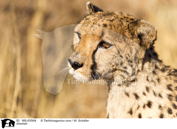 cheetah / WS-05568