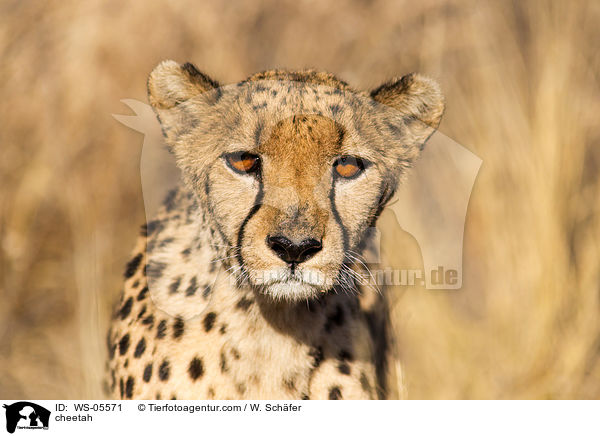 cheetah / WS-05571